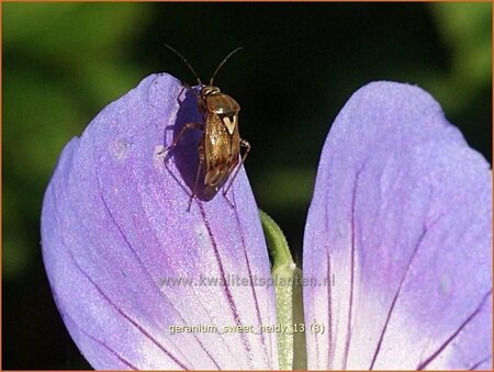 Geranium 'Sweet Heidy'