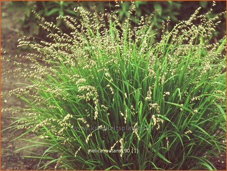 Melica nutans