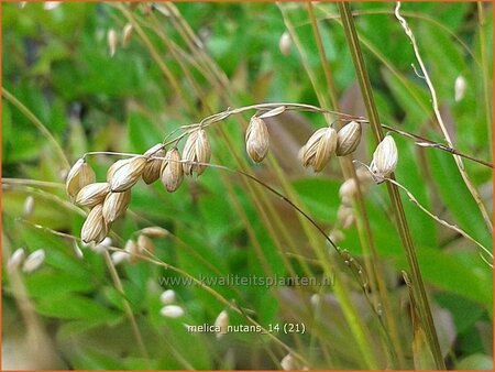 Melica nutans