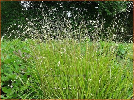 Melica nutans