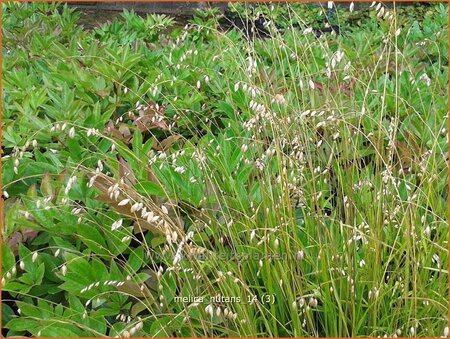 Melica nutans