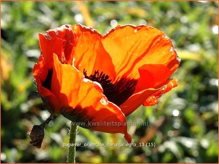 Papaver orientale &#39;Nana Allegro&#39;