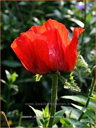 Papaver orientale &#39;Nana Allegro&#39;