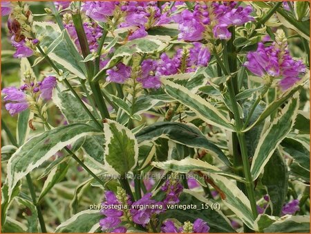 Physostegia virginiana &#39;Variegata&#39;