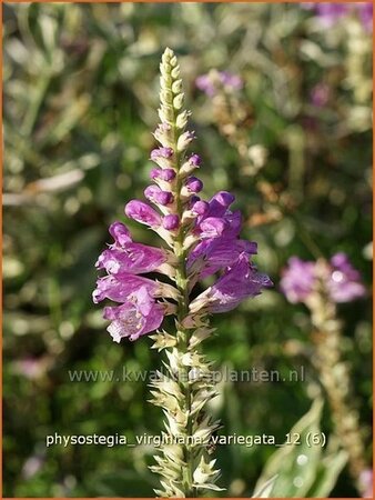 Physostegia virginiana &#39;Variegata&#39;
