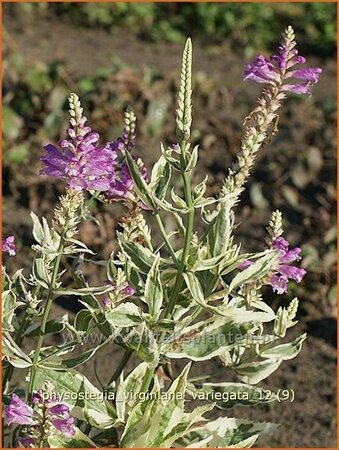 Physostegia virginiana &#39;Variegata&#39;