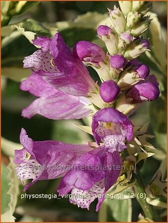 Physostegia virginiana &#39;Variegata&#39;