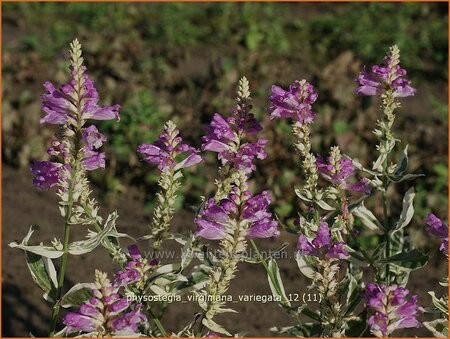 Physostegia virginiana &#39;Variegata&#39;