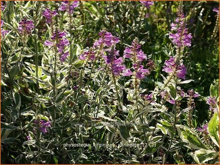 Physostegia virginiana &#39;Variegata&#39;