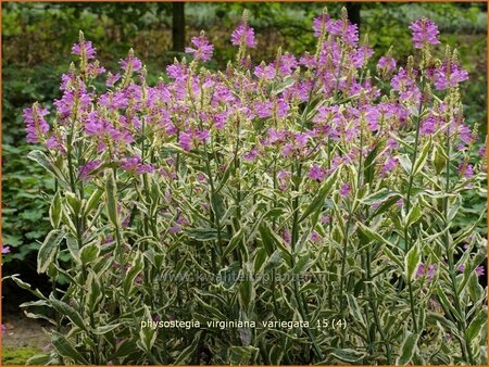 Physostegia virginiana &#39;Variegata&#39;