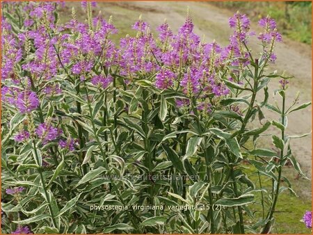 Physostegia virginiana &#39;Variegata&#39;