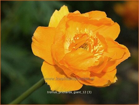 Trollius 'Prichard's Giant'