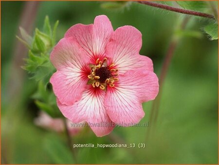 Potentilla hopwoodiana