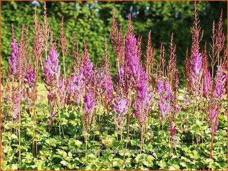 Astilbe chinensis &#39;Purpurkerze&#39;