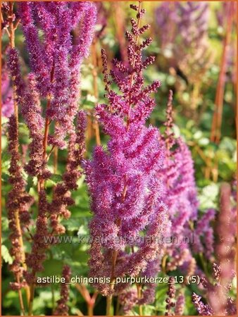 Astilbe chinensis &#39;Purpurkerze&#39;