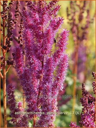 Astilbe chinensis &#39;Purpurkerze&#39;