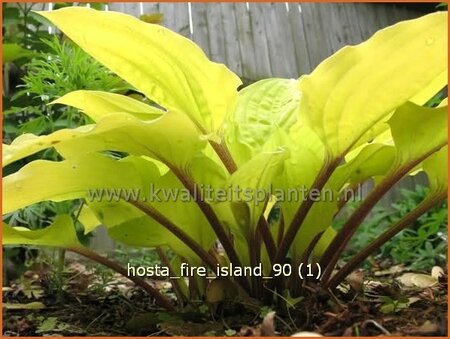 Hosta 'Fire Island'