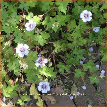 Geranium wallichianum &#39;Crystal Lake&#39;