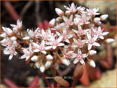 Sedum album