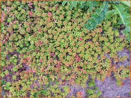 Sedum album