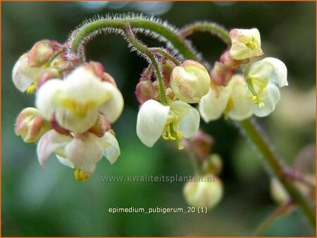 Epimedium pubigerum