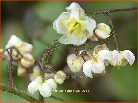 Epimedium pubigerum