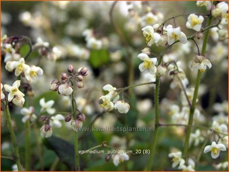 Epimedium pubigerum