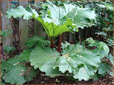 Rheum rhabarbarum