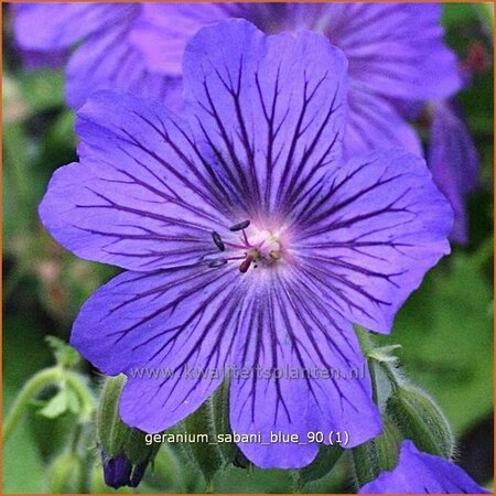 Geranium &#39;Sabani Blue&#39;