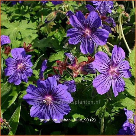 Geranium &#39;Sabani Blue&#39;