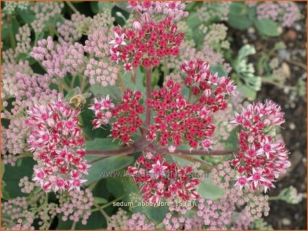 Sedum 'Abbeydore'