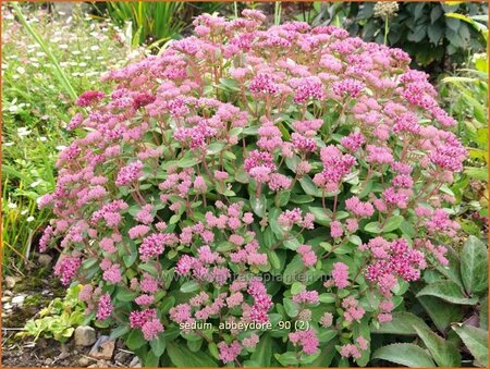 Sedum 'Abbeydore'