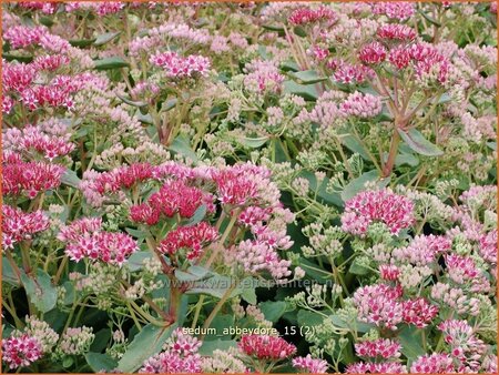 Sedum 'Abbeydore'