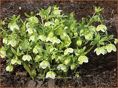 Helleborus orientalis &#39;Creme&#39;
