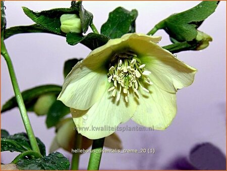 Helleborus orientalis &#39;Creme&#39;
