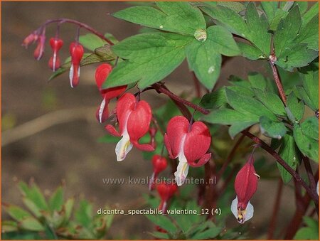Dicentra spectabilis 'Valentine'