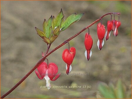 Dicentra spectabilis 'Valentine'