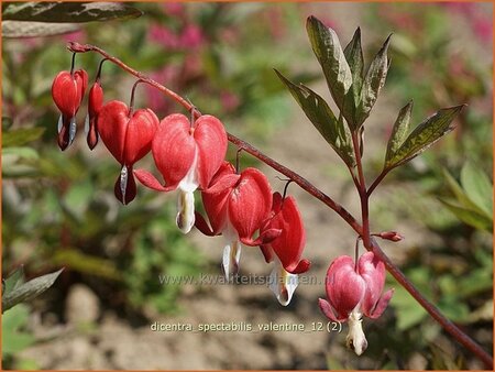 Dicentra spectabilis 'Valentine'