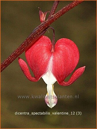 Dicentra spectabilis 'Valentine'