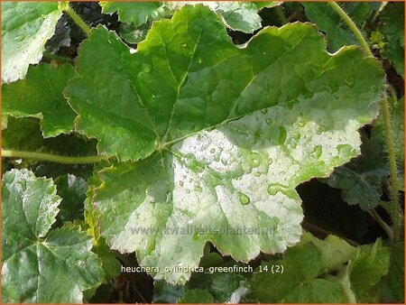 Heuchera cylindrica &#39;Greenfinch&#39;
