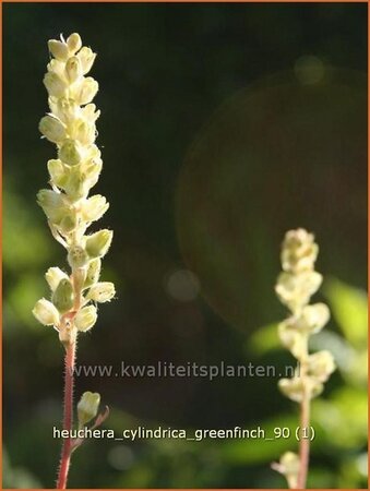 Heuchera cylindrica &#39;Greenfinch&#39;