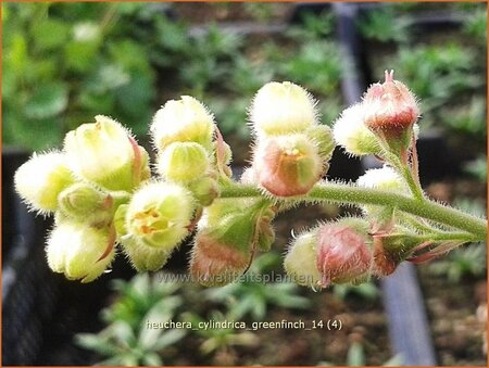 Heuchera cylindrica &#39;Greenfinch&#39;