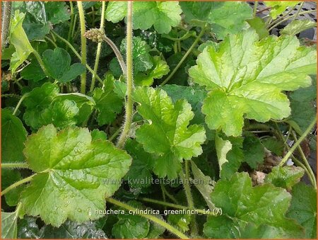Heuchera cylindrica &#39;Greenfinch&#39;