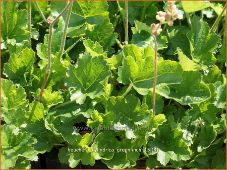 Heuchera cylindrica &#39;Greenfinch&#39;