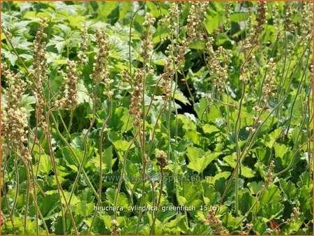 Heuchera cylindrica &#39;Greenfinch&#39;