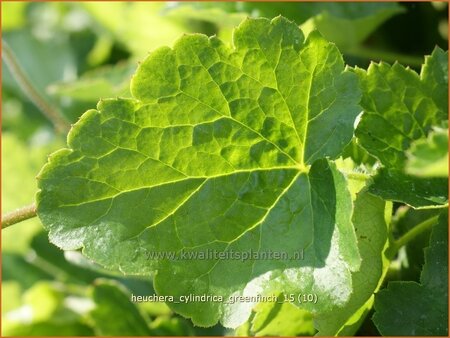 Heuchera cylindrica &#39;Greenfinch&#39;