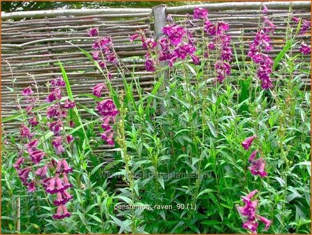Penstemon 'Raven'
