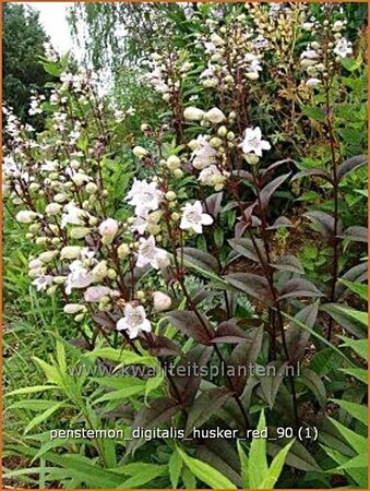 Penstemon digitalis &#39;Husker Red&#39;