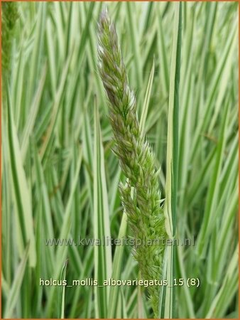 Holcus mollis &#39;Albovariegatus&#39;