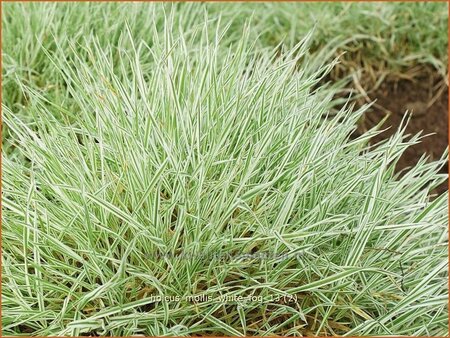 Holcus mollis 'White Fog'